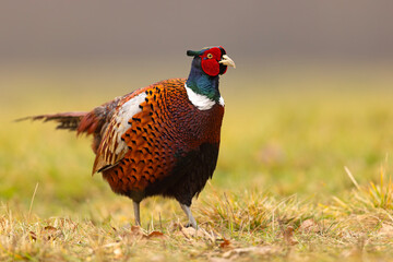 Bażant (Phasianus colchicus)