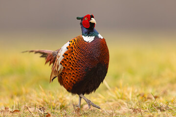 Bażant (Phasianus colchicus) © Grzegorz