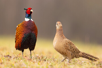 Bażant (Phasianus colchicus)