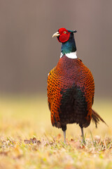 Bażant (Phasianus colchicus) © Grzegorz