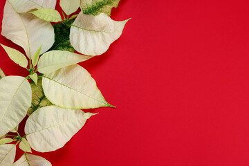 Obraz premium Beautiful poinsettia (Christmas flowers) on red background, top view. Space for text