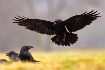 Kruk (Corvus corax)