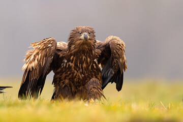 Bielik (Haliaeetus albicilla) © Grzegorz