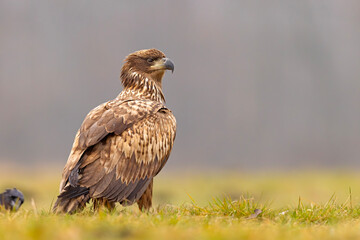 Bielik (Haliaeetus albicilla)