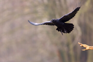 Kruk (Corvus corax) © Grzegorz