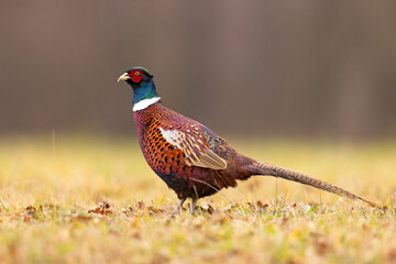Bażant (Phasianus colchicus)