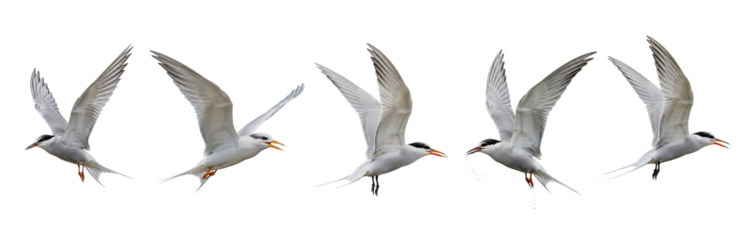 Common Tern (Sterna hirundo) flight sequence, five birds, flapping wings, soaring, hunting, seabird, white plumage, wildlife action, motion, isolated on white.
