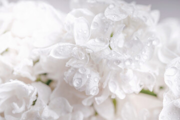 Minimalistic closeup of fresh white lilac flowers with dew drops and soft natural lighting