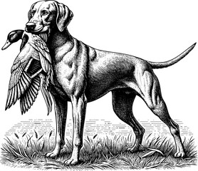 Hunting dog holding retrieved duck in mouth in grassy field engraving logo for hunting club