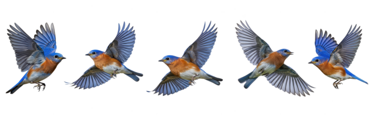 Western Bluebird (Sialia mexicana) flight sequence, five birds, flapping wings, soaring, blue and orange plumage, wildlife action, motion, isolated on white.