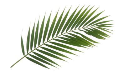 Vibrant green single palm leaf frond isolated on a stark black background