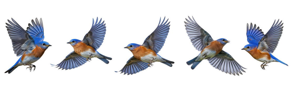 Western Bluebird (Sialia mexicana) flight sequence, five birds, flapping wings, soaring, blue and orange plumage, wildlife action, motion, isolated on white.