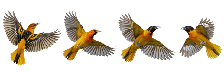 Baltimore Oriole (Icterus galbula) flight sequence, four birds, flapping wings, soaring, orange and black plumage, wildlife action, motion, isolated on white.
