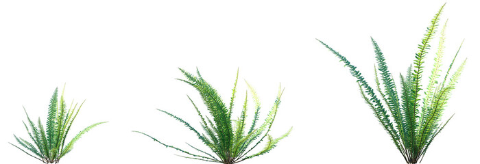 Set of Nephrolepis cordifolia (fishbone fern, tuberous sword fern) frontal isolated png on a transparent background perfectly cutout high resolution © Viktoria