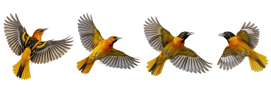 Baltimore Oriole (Icterus galbula) flight sequence, four birds, flapping wings, soaring, orange and black plumage, wildlife action, motion, isolated on white.
