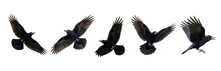 Obraz premium American Crow Corvus brachyrhynchos isolated on white, five birds flying wings spread collection wildlife nature black bird set collage