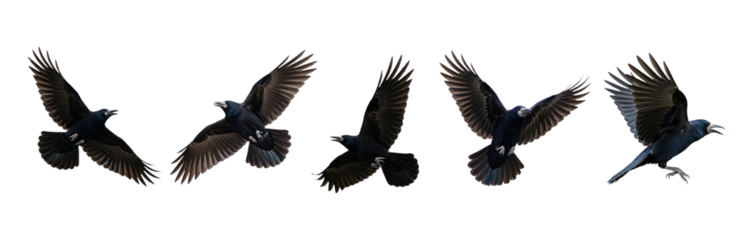 American Crow Corvus brachyrhynchos isolated on white, five birds flying wings spread collection wildlife nature black bird set collage