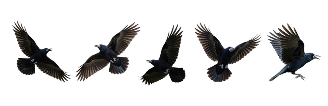American Crow Corvus brachyrhynchos isolated on white, five birds flying wings spread collection wildlife nature black bird set collage