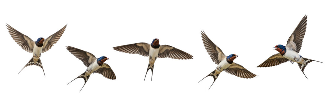 Barn Swallow Hirundo rustica isolated on white, five birds flying soaring wings spread collection wildlife nature songbird set collage cutout