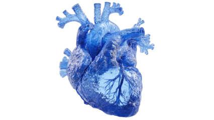 Blue Glass Human Heart Model
