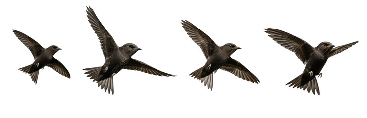Obraz premium Purple Martin Progne subis isolated on white, four birds flying soaring wings spread collection wildlife nature songbird set collage cutout
