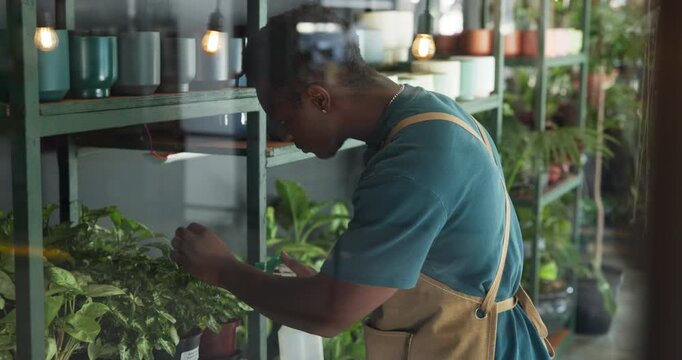 Botany, inspection and black man with water for plants with sustainability, natural or gardening. Quality assurance, ecology and African male botanist with care for greenery in garden center.