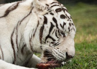 White tiger in a sanctuary