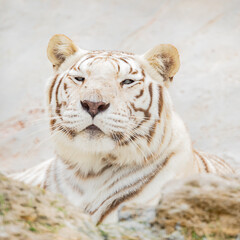 White tiger in a sanctuary