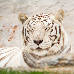White tiger in a sanctuary