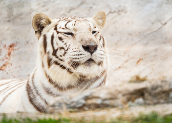 White tiger in a sanctuary