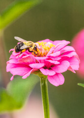 Butterfly and bee sitting on a pink flower 