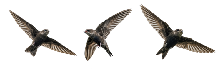 Purple Martin Progne subis isolated on white, three birds flying soaring wings spread collection wildlife nature songbird set collage cutout