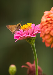 Butterfly and bee sitting on a pink flower 
