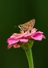 Butterfly and bee sitting on a pink flower 