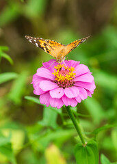 Butterfly and bee sitting on a pink flower 