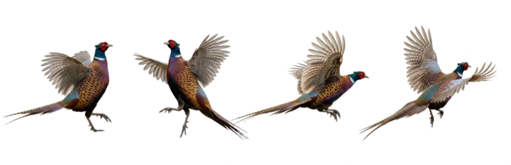 Common Pheasant Phasianus colchicus isolated on white, four birds flying landing wings spread collection game bird wildlife nature set collage photography