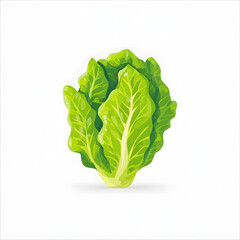 Fresh green lettuce head isolated on white background