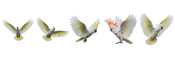 Sulphur-crested Cockatoo Cacatua galerita isolated on white, five birds flying landing wings spread parrot collection wildlife nature bird set collage cut out © Sameenaty