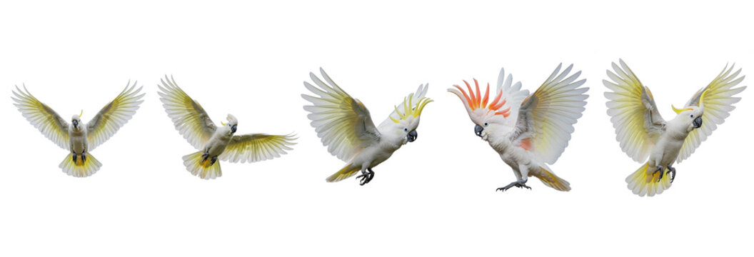 Sulphur-crested Cockatoo Cacatua galerita isolated on white, five birds flying landing wings spread parrot collection wildlife nature bird set collage cut out