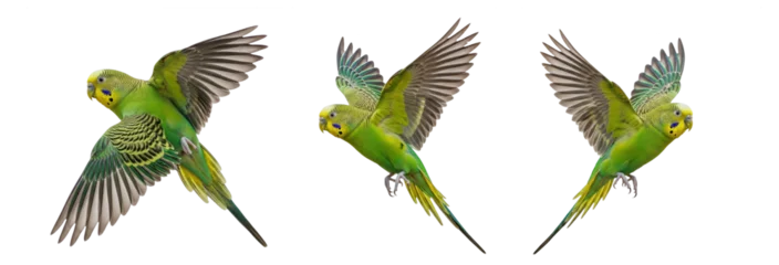 Fototapete Papagei Budgerigar Melopsittacus undulatus isolated on white, three green parakeets flying wings spread collection pet bird psittacine tropical parrot set collage  © Sameenaty