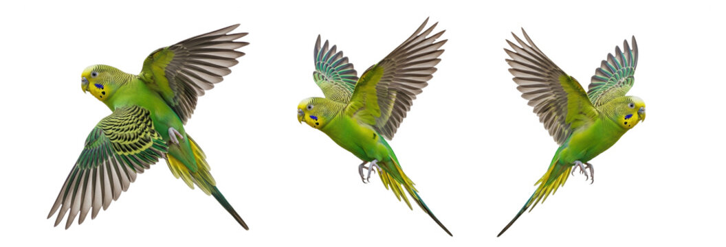 Budgerigar Melopsittacus undulatus isolated on white, three green parakeets flying wings spread collection pet bird psittacine tropical parrot set collage