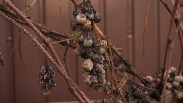 Rotten grapes hanging on a branch