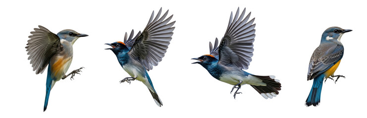 Obraz premium Painted Bunting Passerina ciris isolated on white, four birds flying wings spread colorful songbird plumage wildlife nature bird set collage photography