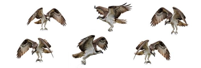 Osprey Pandion haliaetus isolated on white, six birds flying landing diving wings spread predator collection wildlife raptor bird of prey set collage photography