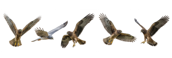 Northern Harrier Circus hudsonius isolated on white, five birds flying diving wings spread plumage predator collection wildlife raptor bird of prey set collage