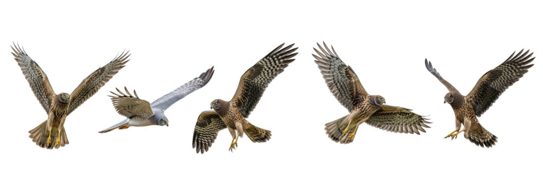 Northern Harrier Circus hudsonius isolated on white, five birds flying diving wings spread plumage predator collection wildlife raptor bird of prey set collage