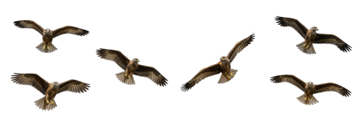 Red Kite Milvus milvus isolated on white, five birds flying soaring wings spread raptor predator collection wildlife nature bird of prey set collage cutout