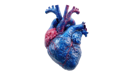 Human Heart Illustration