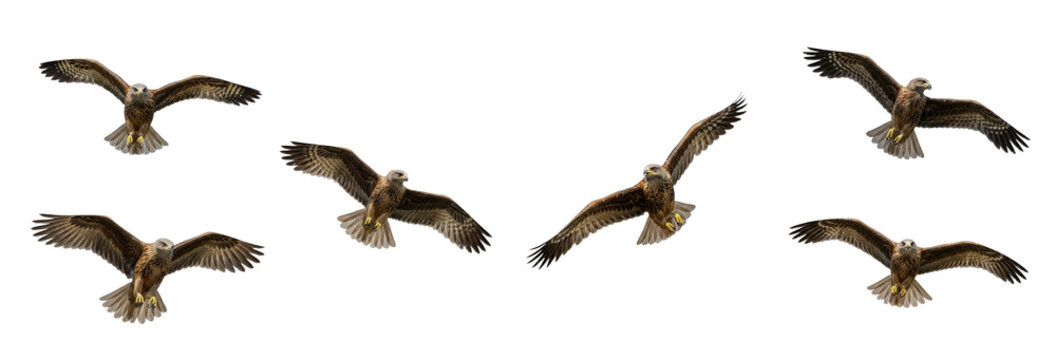 Red Kite Milvus milvus isolated on white, five birds flying soaring wings spread raptor predator collection wildlife nature bird of prey set collage cutout