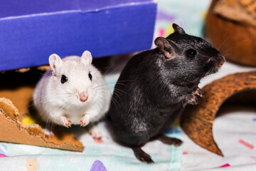 Mongolian gerbil pair